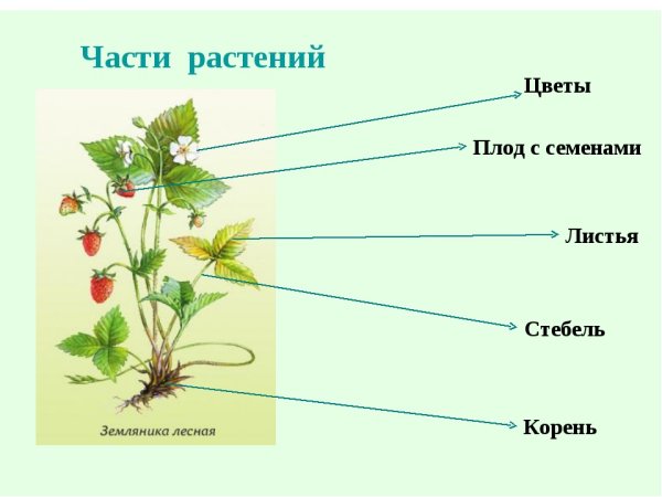 Карточки растения для детей