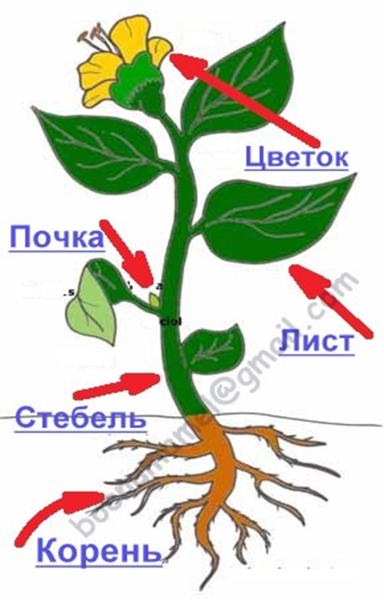 Строение стебля и корня растений