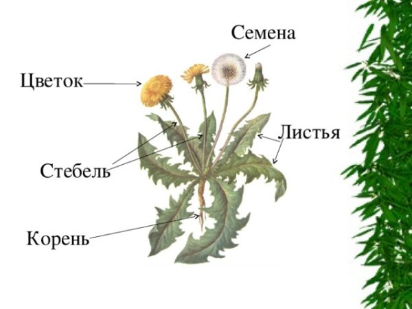 Строение растения схема