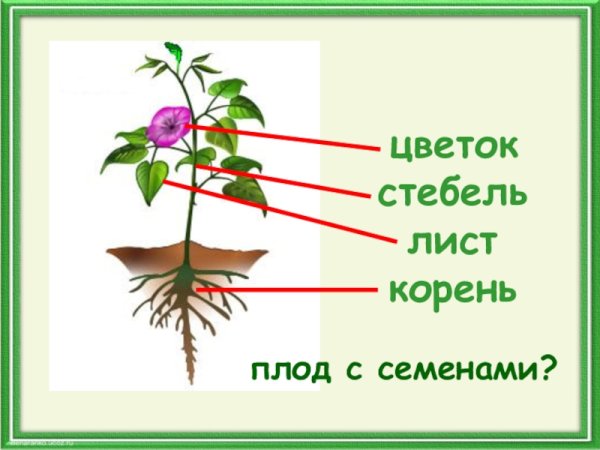 Строение растения