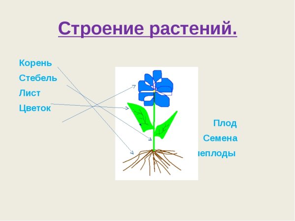 Цветок части растения