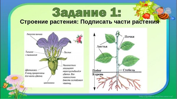 Строение растения для детей