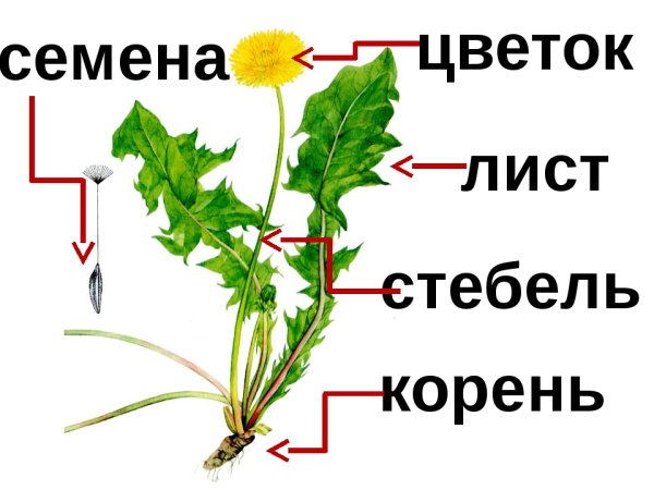 Части растения
