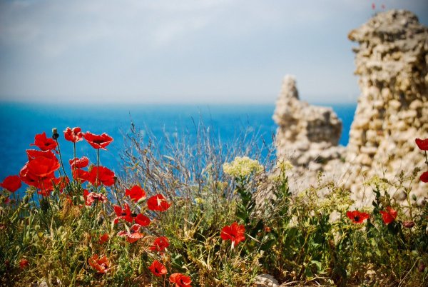 Маковые поля Херсонес