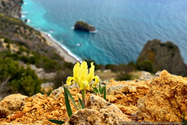 Мыс Фиолент цветы
