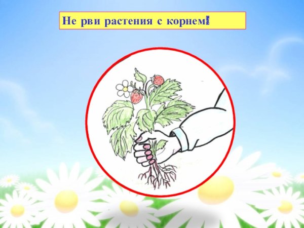 Экологический знак не рвать цветы