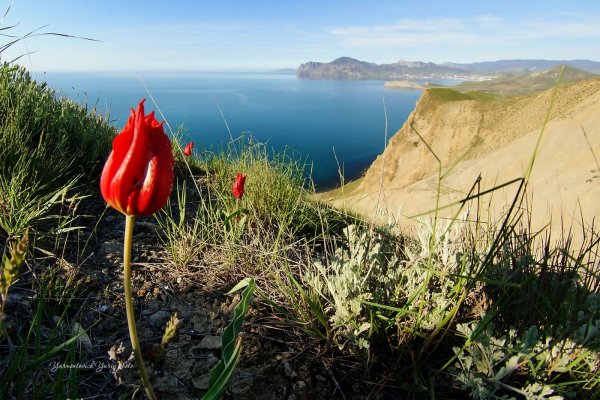 Крым Карадаг Весна