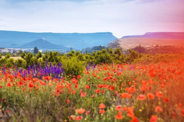 Лаванда Маковое поле Крым