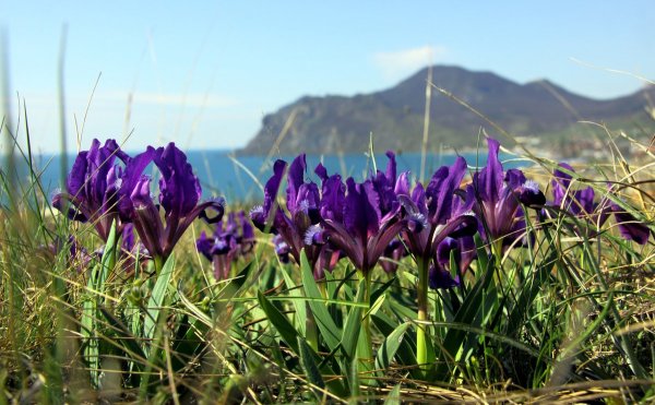 Растения Крыма Ирис