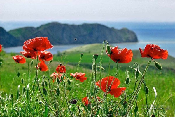 Маковые поля мыс Фиолент