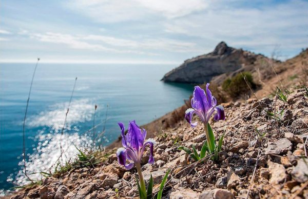 Горные ирисы в Крыму цветение