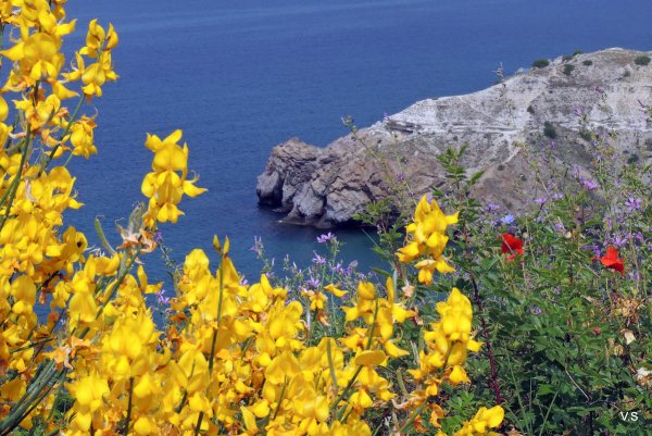 Крымские цветущие растения