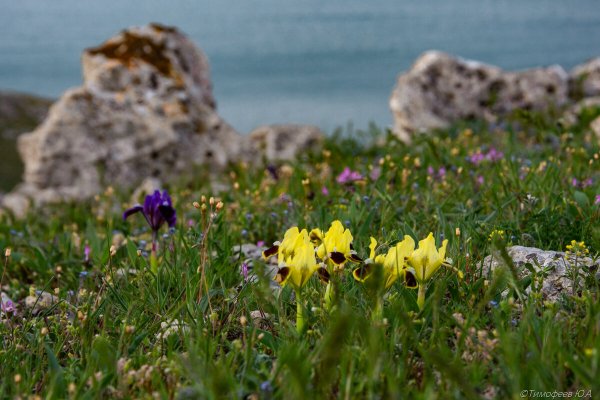 Мыс Опук тюльпаны