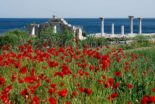 Маковые поля Херсонес