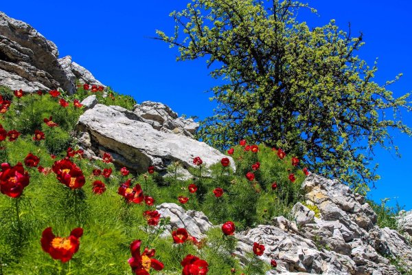 Тюльпаны Крым ай-Петри