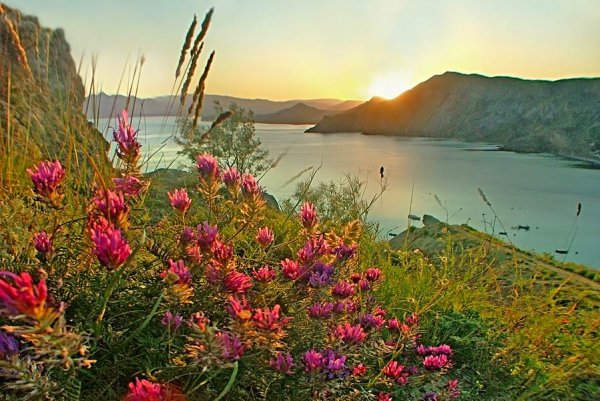 Цветущий Крым весной