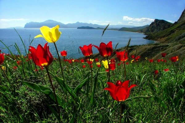 Горные тюльпаны Крыма