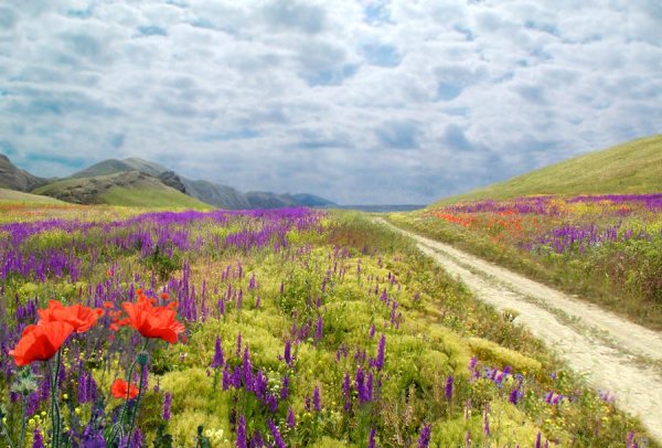 Разнотравье поле Крым