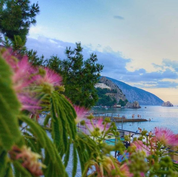 Крым ленкоранская Акация море