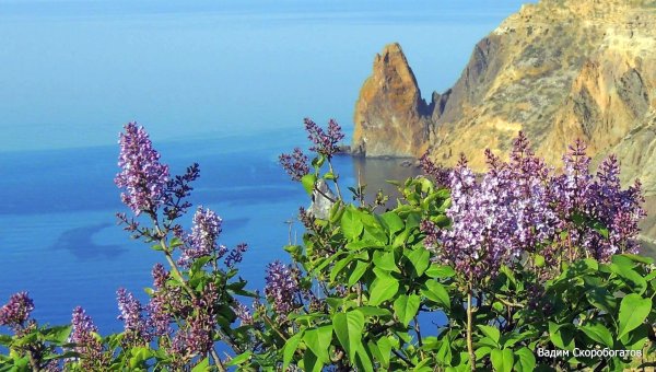 Сирень цветет в Севастополе