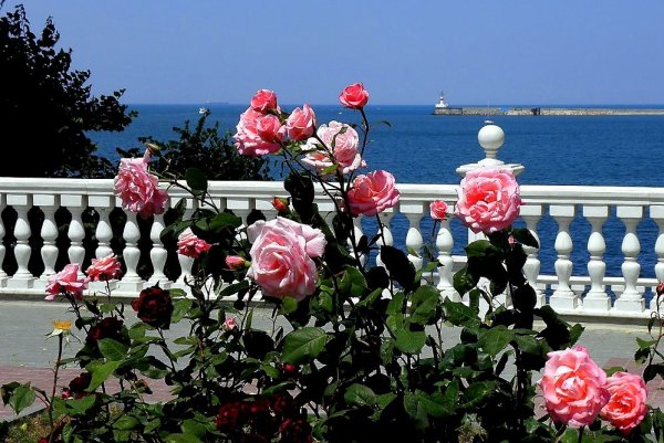 Приморский бульвар Севастополь цветы
