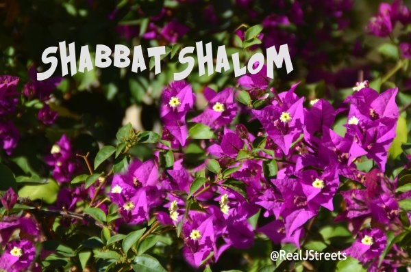 Цветы шабат Шалом