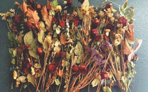 Dried Flowers сухоцветы