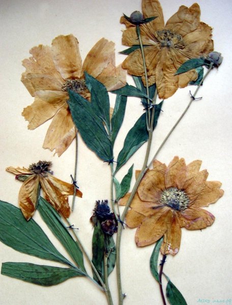 Гербарий засушенные растения