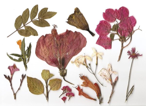 Гербарий Анны Голубкиной