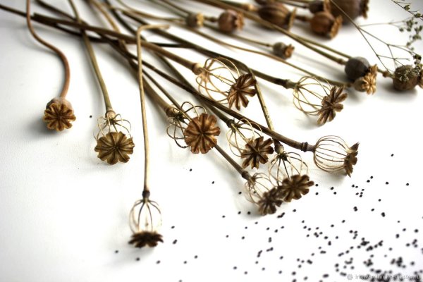 Амареллино сухоцвет