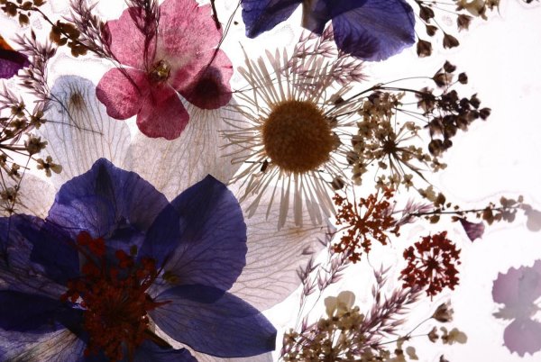 Засушенные цветы