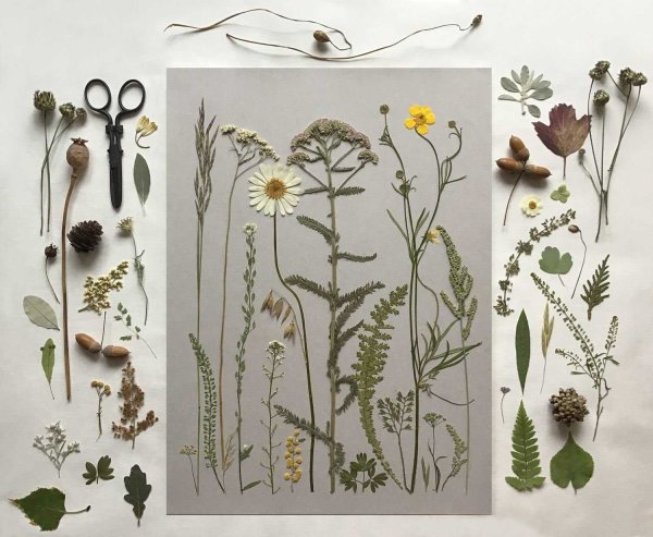 Usnea barbata гербарий