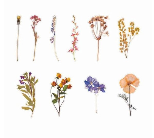 Сухоцветы засушенные Эстетика