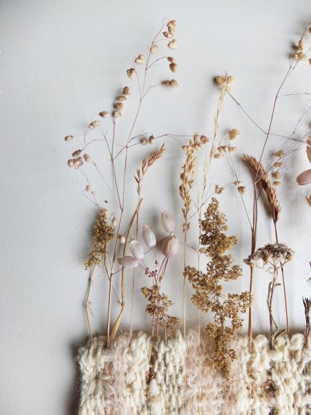 Засушенная целозия