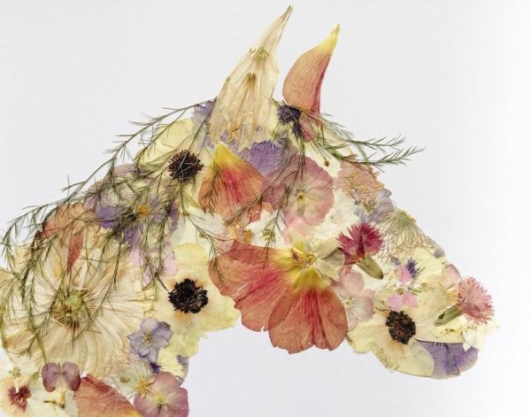 Сухая трава гербарий сухоцветы