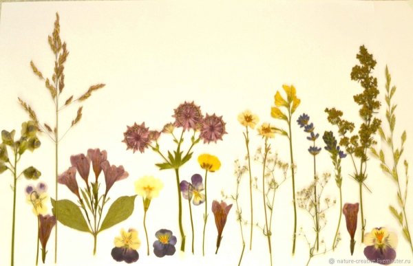 Гербарий Арескина