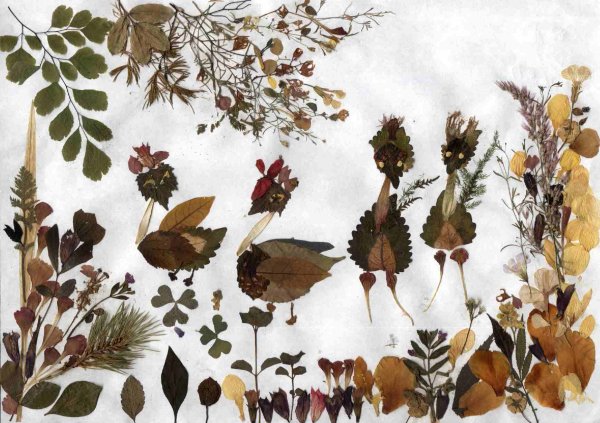 Alyssum trostratum гербарий