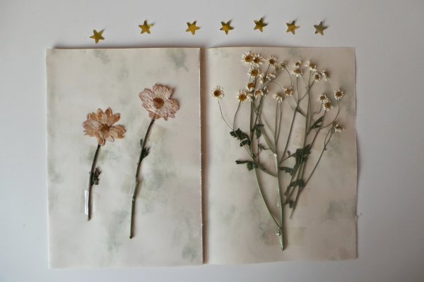 Засушенные полевые цветы