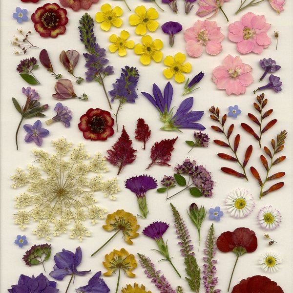 Аппликация из засушенных листьев букет для детей