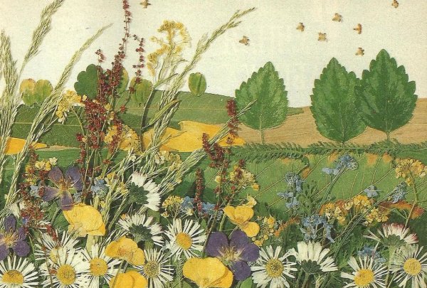 Сухая трава гербарий сухоцветы