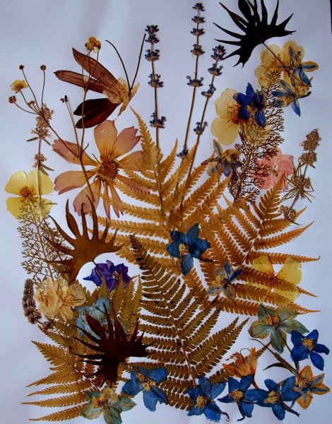 Ошибана Бриджит Коллинс