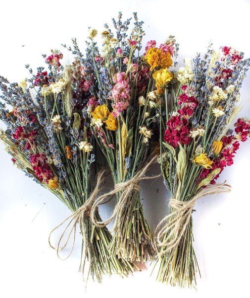 Гербарий засушенные растения