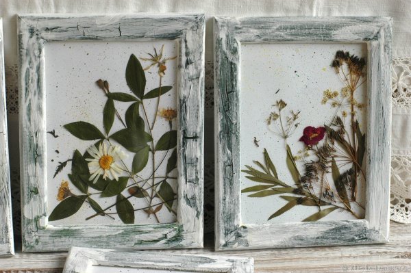 Анис обыкновенный гербарий