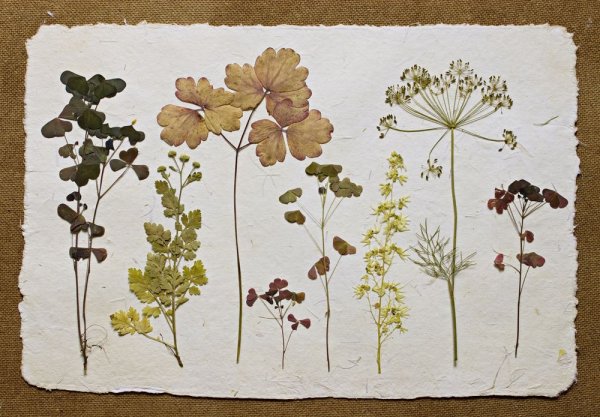 Гербарий листья деревьев для детского сада