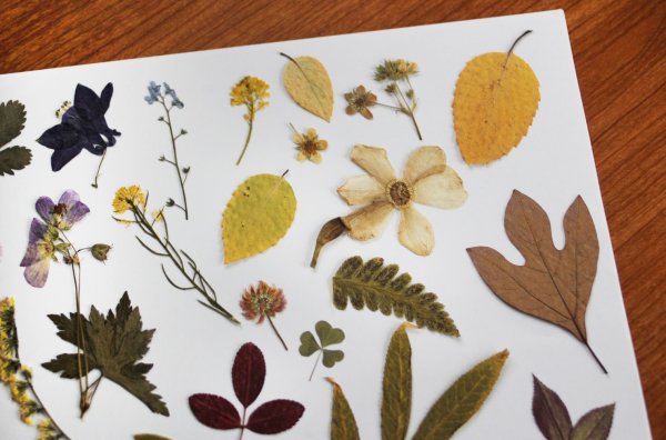 Сухоцветы осень