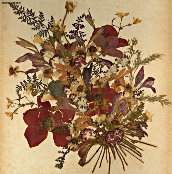 Засушенные цветы