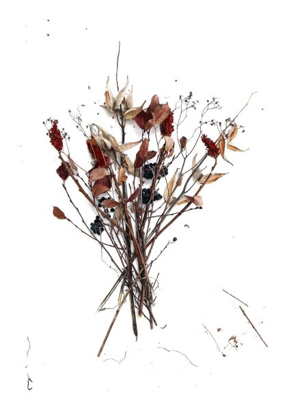 Гербарий Эстетика