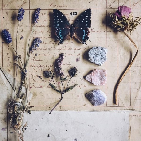 Ошибана из одуванчиков