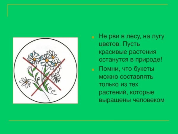 Не рви растения в лесу