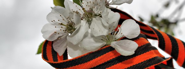 Цветы с георгиевской лентой